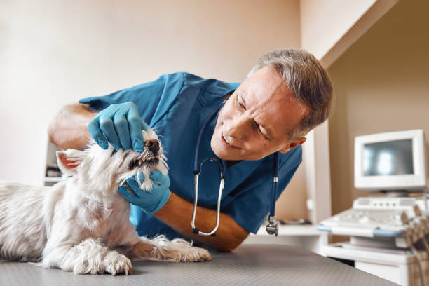 Best 24-Hour Emergency Dentist in Midlothian, VA